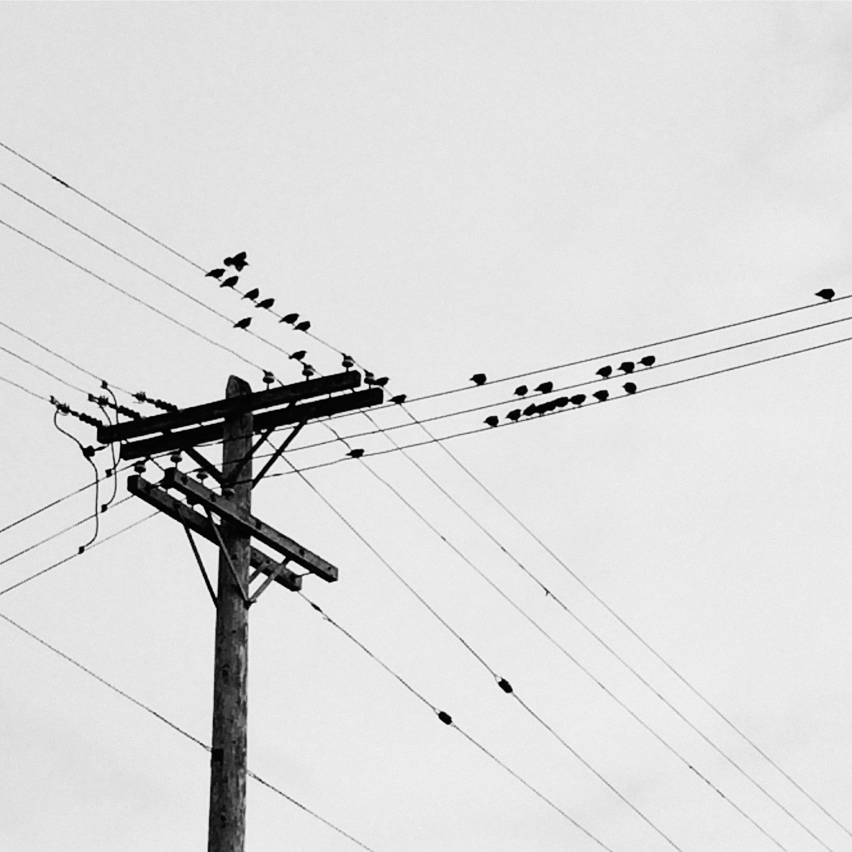Birds on a Wire GS
